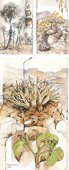 Damaraland Flora. Spitzkoppe, Brandberg, Twyfelfontein, von Patricia Craven und Christine Marais.