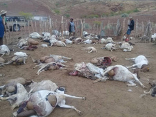 Namibia: Löwen reißen 86 Ziegen und Schafe im Hegegebiet Torra. Dieser namibischer Farmer hat seinen gesamten Viehbestand verloren. Foto: Privat