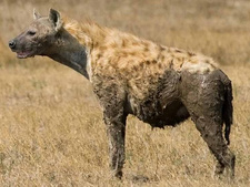 Ranger am Limit. Hyänen-Alarm in Namibia (TV-Doku)