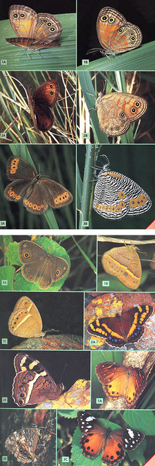 Field Guide to Butterflies of South Africa, by Steve Woodhall.
