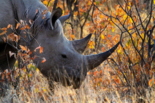 Das Umweltministeriums Namibias hat wieder zwei gewilderte Nashörner zu beklagen. Insgesamt sind in diesem Jahr bereits 26 der gefährdeten Tiere Wilderern und Schmugglern zum Opfer gefallen. Ein Erfolg: sechs Wilderer konnten festgenommen werden..