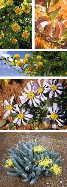 Wildflowers of the southern Namib, by Coleen Mannheimer et al. Publisher: Macmillan; Windhoek, Namibia 2008. ISBN 9789991608785 / ISBN 978-99916-0-878-5