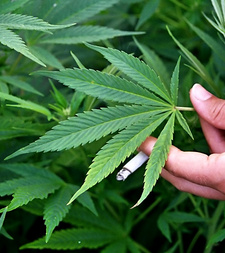 Mit Wirkung vom 01.04.2014 ist in Namibia der Besitz der planzlichen Droge Marihuana (Dagga) für den Eigenbedarf legal. (Aprilscherz)