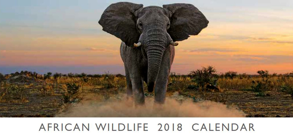 Fotokalender Nambia Wildlife