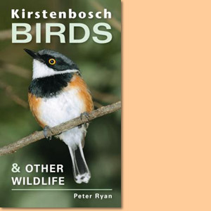 Kirstenbosch Birds and Other Wildlife