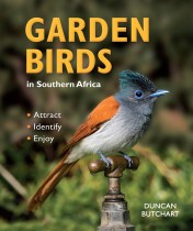 Garden Birds in Southern Africa