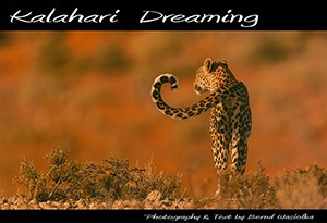Kalahari Dreaming