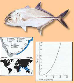 The Common Sea Fishes of Southern Africa