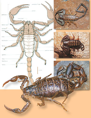 Scorpions of Southern Africa