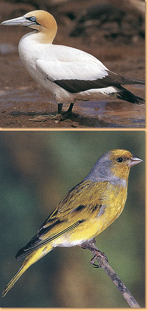 First Field Guide to Common Birds of Southern Africa