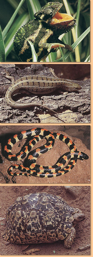 First Field Guide to Snakes & Reptiles of Southern Africa