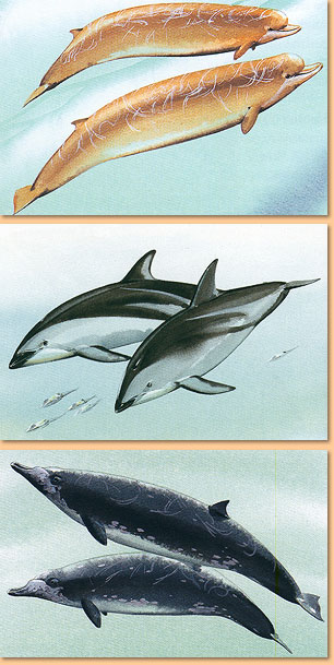 First Field Guide to Sharks, Whales & Dolphins