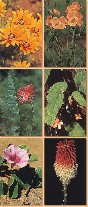 A photographic guide to wild flowers of South Africa