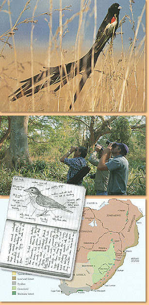 Birdwatching in Southern Africa