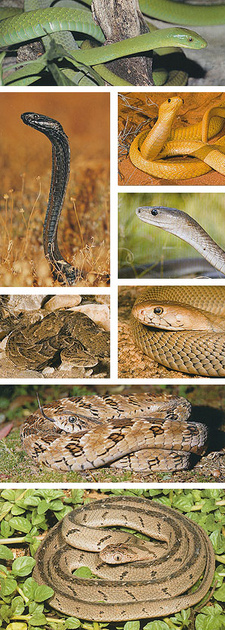 What’s that snake? A starter’s guide to snakes of southern helps you identify group characteristics before identifying individual species.