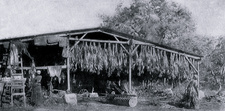 Neues vom Tabakanbau in Südwestafrika (1910): Ein primitiver Trockenschuppen. In dieser Bauart kann die Luftfeuchte und Temperatur zur Fermentation des Tabaks nicht geregelt werden.