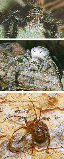 Spiders of Southern Africa. Index, by John Leroy and Astri Leroy