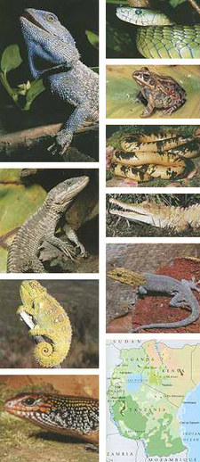 A photographic guide to snakes, other reptiles and amphibians of East Africa, by Bill Branch.
