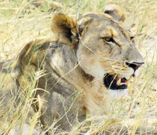 Im Etoscha-Nationalparks beobachteten Touristen am 27.10.2014 diese Löwin, in deren Hals sich eine Drahtschlinge tief eingeschnitten hatte. Foto: Peter Dreyer