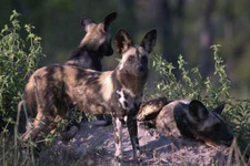 Die Spur der Wildhunde ist eine britische Film-Dokumentation von Steve Leonard, die dieser im Okavango-Delta von Botswana drehte.