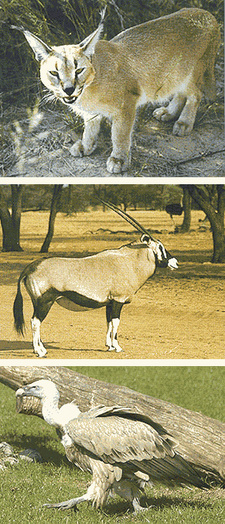 Tierwelt des südlichen Afrika, Index, von Gottfried Heer. ISBN 9783788808242 / ISBN 978-3-7888-0824-2