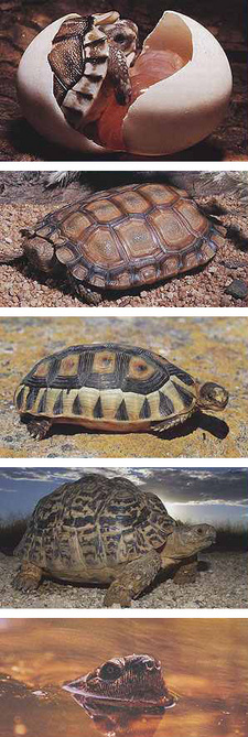 Tortoises, terrapins and turtles of Africa, by Bill Branch.
