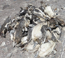 Das Massensterben von Brillenpinguinen auf der vor Namibias Küste liegenden Halifax-Insel bei Lüderitzbucht seit Dezember 2018 ist besorgniserregend.