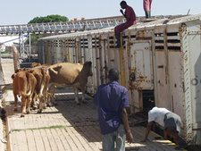 Export von Fleisch aus Namibia wird mit der Europäischen Union neu verhandelt.