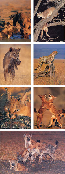 African Predators, by Gus Mills and Martin Harvey.