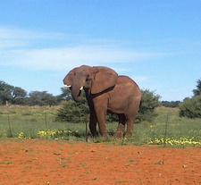 Namibias Naturschutzbehörde erschießt freundlichen Elefanten.