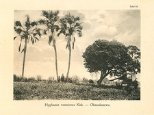 Neue und wenig bekannte Pflanzen Deutsch-Südwest-Afrikas. (Kurt Dinter, 1914) Bild: Hyphaene ventricosa Kirk. bei Okanakasewa.