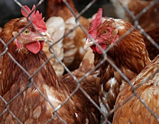 Namibia stoppt Geflügelimport wegen Fällen von Vogelgrippe in Belgien und Südafrika.