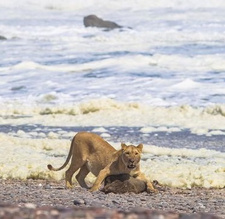 Namibias Löwen beweisen Fähigkeit zur Anpassung, indem sie ihr Beuteschema auf Seevögel und Robben erweitern.