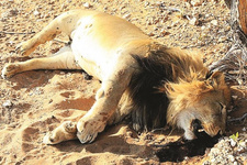 Namibias bekanntester Mähnenlöwe abgeschossen.