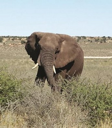 Schießwütige Naturschutzbehörde in Namibia wollte den wandernden Elefanten töten.