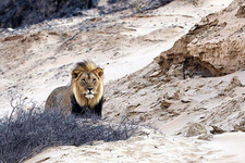 Das Löwen-Männchen, welches sich im Augenblick in Angola befindet, nachdem es durch den nördlichen Teil des Skelettküstenparks gewandert, durch den Kunene geschwommen und etwa 85 Kilometer nach Norden in das Nachbarland gelaufen ist. © Flip Stander