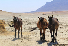 Namibias Wildpferde vom Aussterben bedroht. Die Existenz der namibischen Wüstenpferde ist seit über hundert Jahren bekannt. Foto: Gondwana Collection