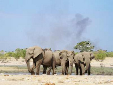 Brandgefahr und Brände in Namibia. Elefanten an der Wasserstelle Rietfontein im Etoscha-Nationalpark, im Hintergrund ein Brand. Foto: Dirk Heinrich