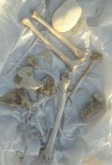 In Namibia wurden kürzlich Skelettreste zwischen Berg-Rössing und Arandis gefunden.
