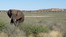 Kai-Uwe Denker (NAPHA) über Jagd und Lebensraum in Namibia.