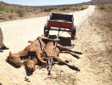 Tierquälerei in Namibia: Völlig erschöpft waren zwei unterenährte Pferde vor einem Donkeykarren zusammengebrochen.
