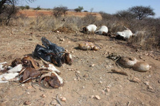 Viehdiebe schlachten Zuchttiere bei Windhoek. Foto: Dirk Heinrich