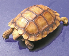 Der Nama-Padloper, auch Nama-Flachschildkröte, (Homopus solus) zählt zu den bekannten Schildkrötenarten Namibias.