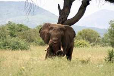 Mike Chase und die Wege der Elefanten: Erkundungen im Norden Botsuanas, Filmreportage des hr.