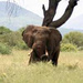 Mike Chase und die Wege der Elefanten: Erkundungen im Norden Botsuanas, Filmreportage des hr.
