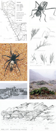 Images from guide: The Namib. Natural history of the ancient desert by Dr. Mary Seely