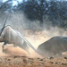 Diavortrag: Tierfotografien aus Etoscha, Namibia