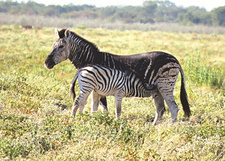 Im Etoscha-Nationalpark gibt es Steppenzebras, die durch ihren großen Anteil an schwarzem Fell und ein geringes Streifenmuster ins Auge fallen.