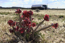 Wegen der günstigen Witterung erblüht die Sukkulente Hoodia gordonii derzeit an zahlreichen Stellen Namibias. Foto: Marc Springer