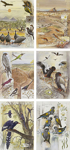 Bildcollage aus dem Vogelführer Namibias bunte Vogelwelt (Eckart Demasius; Christine Marais)